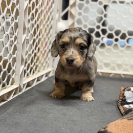 Opal - Dapple female Dachshund puppy in Miami, Florida from Teenie Bikini Weenies