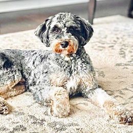 Hux - Bernedoodle