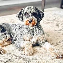 Hux - Bernedoodle