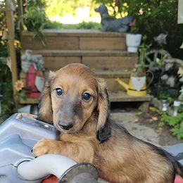 Benny - Sable male Dachshund puppy in New York from T. Rex Doxies & Friends