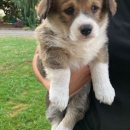 Pembroke Welsh Corgi Puppies from Red Wagon Farm