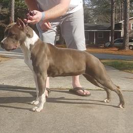 Skye - American Staffordshire Terrier