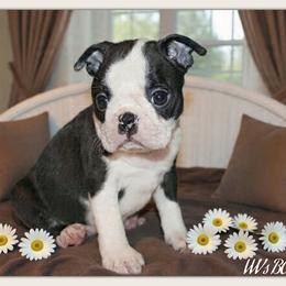 Fiona - Black and white female Boston Terrier puppy in North Central, Vermont from Windy Valley’s Bostons