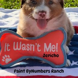 Jericho - Red merle male Australian Shepherd puppy in Magee, Mississippi from Paint ByNumbers Ranch