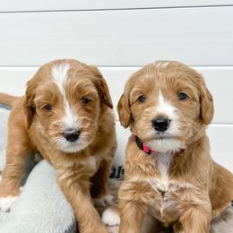 Australian Labradoodles from Joys Labradoodles