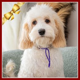 Maxine - Red female Cockapoo puppy in Connersville, Indiana from Deaz Doodle Ranch