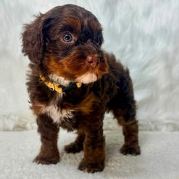 Nutmeg - Chocolate female Australian Labradoodle puppy in Helena, Montana from Labradoodles of Montana