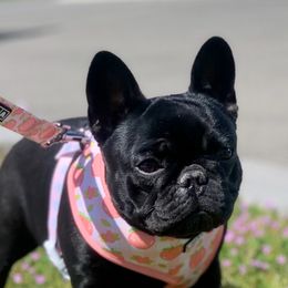 Xena - French Bulldog