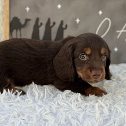 AKC Abel - Chocolate and tan male Dachshund puppy in Colbert, Oklahoma from Brooke Crenshaw