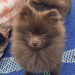Chakka - Pomeranian