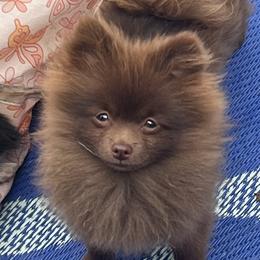 Chakka - Pomeranian