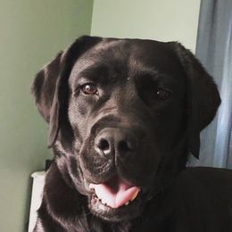 Dilute Retrievers from BR Labradors, LLC