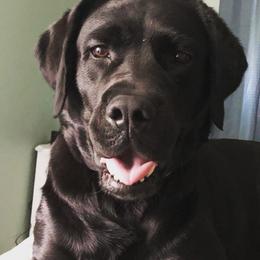 Dilute Retrievers from BR Labradors, LLC