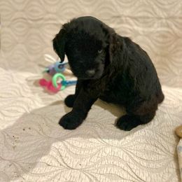 Giant Schnauzer and Poodle Puppies from Mississippi Poodles, Doodles and Giants