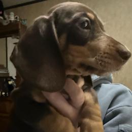 Twix - Chocolate and cream male Dachshund puppy in Canton, Texas from Bonnie and Clyde Dachshunds