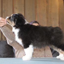 Australian Shepherd Puppies from Riot Austrailan Shepherds