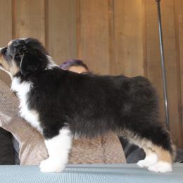 Australian Shepherd Puppies from Riot Austrailan Shepherds