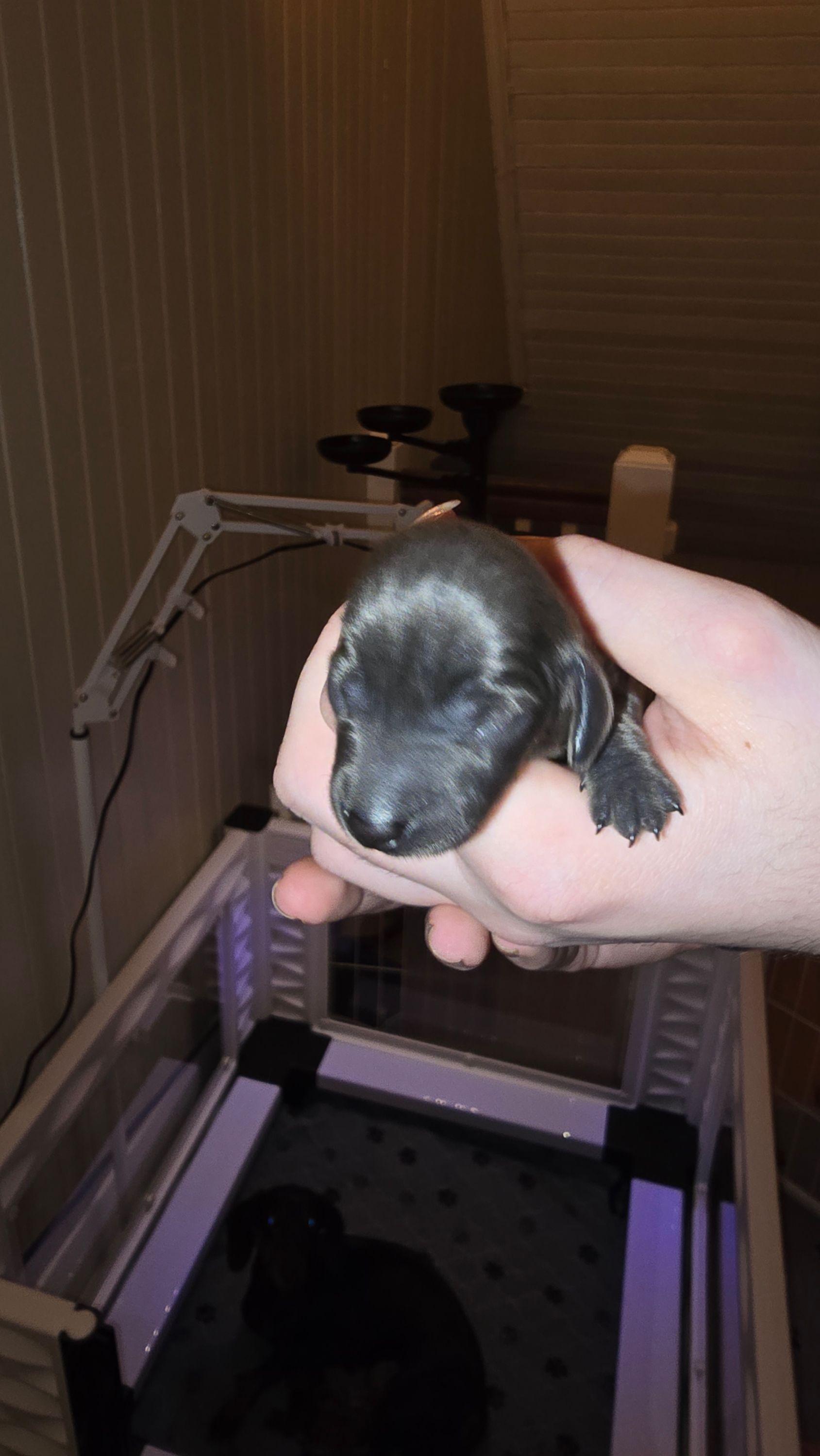 Isabella Girl - Gray (blue) female Dachshund puppy in Barre, Massachusetts from Central Mass Dachshunds