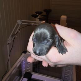 Isabella Girl - Gray (blue) female Dachshund puppy in Barre, Massachusetts from Central Mass Dachshunds