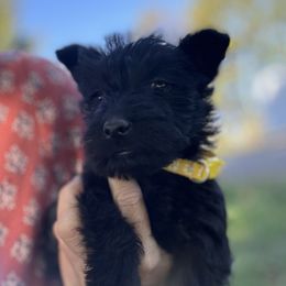 Scottish Terrier and Toy Australian Shepherd Puppies from Pecan Creek