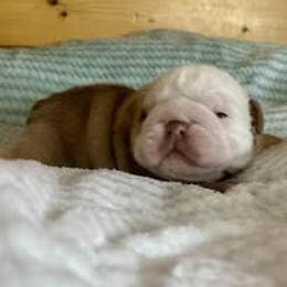 Bulldog Puppies from Bullgodz English Bulldogs