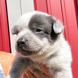 Boy 3 - Blue male Australian Cattle Dog puppy in Morton, Mississippi from Heart K Kennels