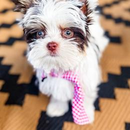 Yorkshire Terrier Puppies from Gracie‘s Glamour Yorkies