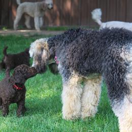 Poodle Puppies from RK'S Pets