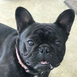 French Bulldogs from Running With the Bullies