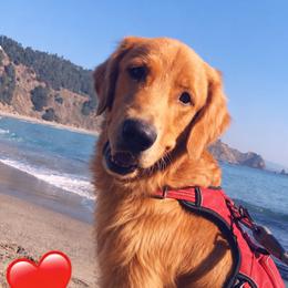 Thor - Golden Retriever
