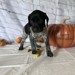 Yellow - Black roan female German Shorthaired Pointer puppy in Newton Grove, North Carolina from Wayalife Labradors & Gsp’s