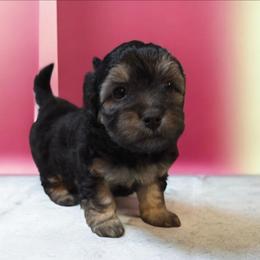 Female 1 - Black female Havapoo puppy in Medina, Ohio from Momma's Minis