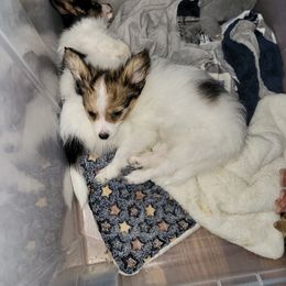 Papillon Puppies from Kimberly Brannon's Papillons