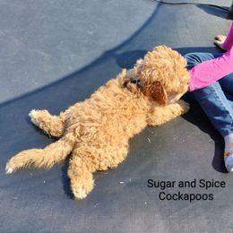 Bolter - Buff Cockapoo puppy in Hopkins, South Carolina from Sugar and Spice Cockapoos