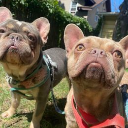 French Bulldogs from Frenchie Dispatch