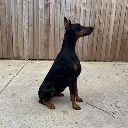 Frost - Doberman Pinscher