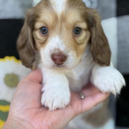 Fettuccine - Piebald male Dachshund puppy in Paw Paw, Michigan from Mulberry Meadow Farms