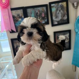 Queen Akc Champion - Gold and white female Shih Tzu puppy in Long Beach, California from Prieto Shih-Tzu's