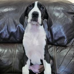 Heart - Mantle female Great Dane puppy in Castle Rock, Washington from Uber Alles Great Danes