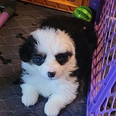 Rue - Black and tan female Pembroke Welsh Corgi puppy in Grand Blanc, Michigan from Dellinger's Corgi's