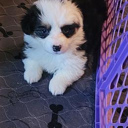 Rue - Black and tan female Pembroke Welsh Corgi puppy in Grand Blanc, Michigan from Dellinger's Corgi's