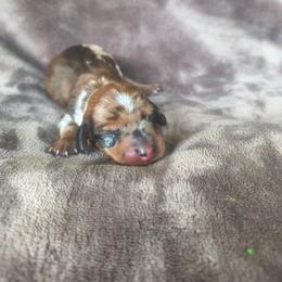 Luna - Dapple female Dachshund puppy in Opelika, Alabama from Dachshund Darlins