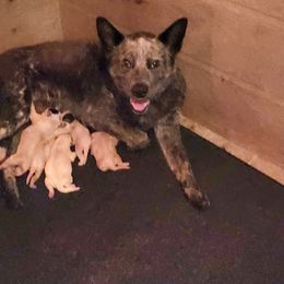TESSA - Australian Cattle Dog