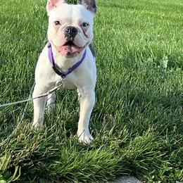 Bina - Blue female French Bulldog puppy in St Clair, Michigan from Drea M Companion Puppies