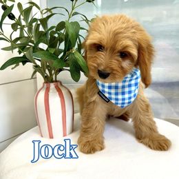 Jock - Apricot male Cavapoo puppy in Buford, Georgia from Petite Posh Puppies