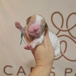 Crema (turquoise collar) - Parti female Poodle puppy in Plainfield, New Jersey from Caris Paws Poodles and Labradoodles