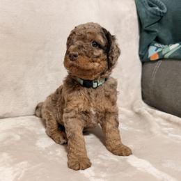 Nancy - Merle female Goldendoodle puppy in Eureka, California from North Coast Doodles