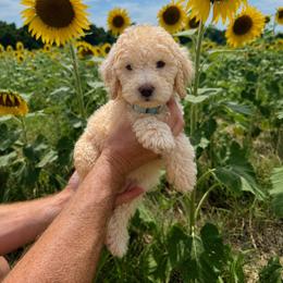 Miller - Cream male Goldendoodle puppy in Farmville, North Carolina from The Farmers Doodle