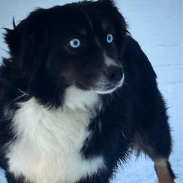 Cowboy - Toy Australian Shepherd