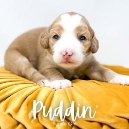 Puddin - Red  female Goldendoodle puppy in Calvin, Oklahoma from BellaDoodles
